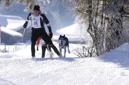 Lenk 2013